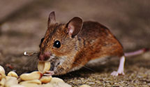 24 Hour & Emergency Exterminators in Rutland, NY